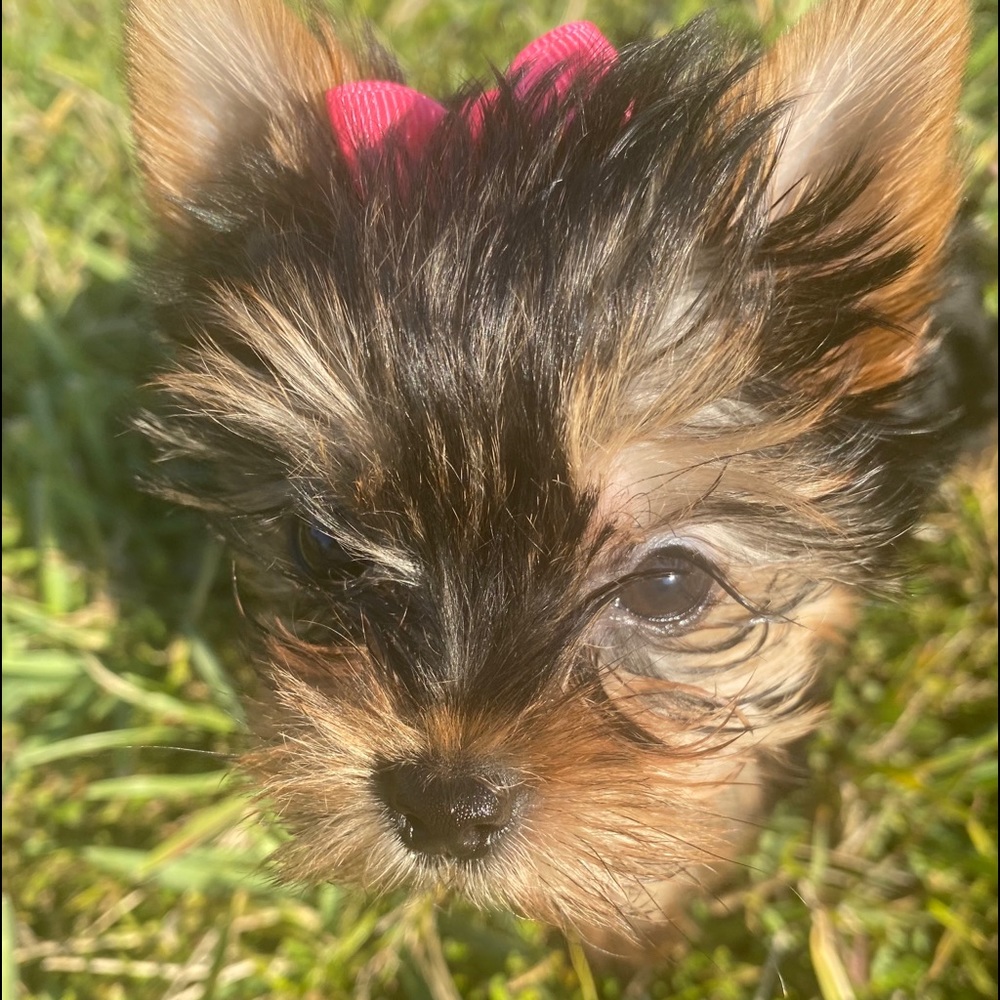 Meet your Posher, Isotta